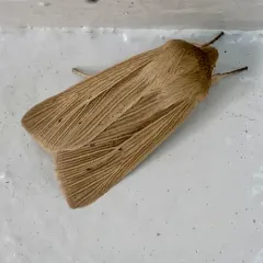 Lesser Wainscot thumbnail 2