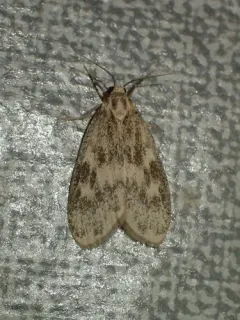 Bruceia pulverina thumbnail 3