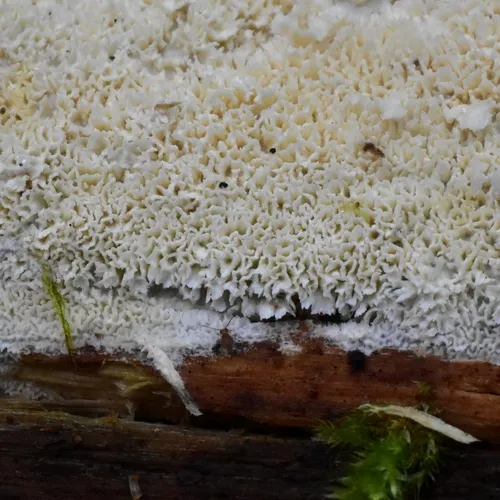 Xylodon raduloides