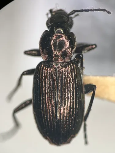 Beller's Ground Beetle