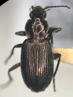 Beller's Ground Beetle thumbnail 1