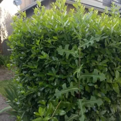 prickly lettuce thumbnail 3