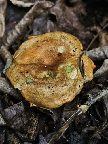 Salmon milkcap