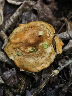 Salmon milkcap thumbnail 1
