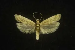 Chionodes arenella thumbnail 3