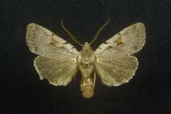 Southern Variable Dart thumbnail 2