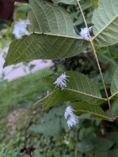 Butternut Woollyworm Sawfly thumbnail 1