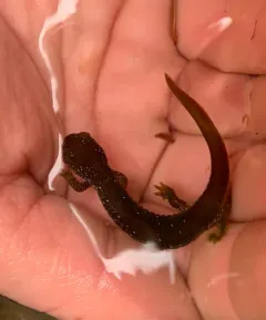 Olympic Torrent Salamander thumbnail 2