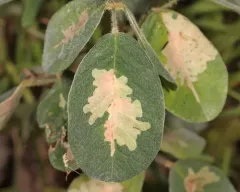 Parectopa lespedezaefoliella thumbnail 2