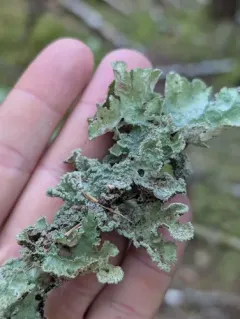 Cryptic Paw Lichen thumbnail 4