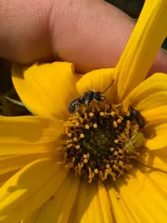 Sunflower Shortface thumbnail 1