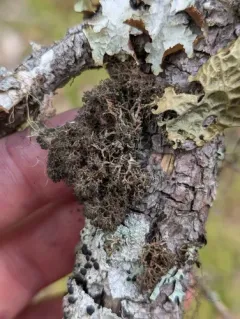 Dendriscosticta gelida thumbnail 3