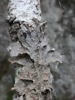 Smoker's Lung Lichen thumbnail 4