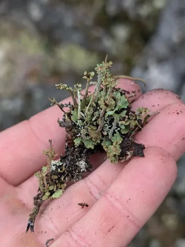 Spotted Black-foot Lichen