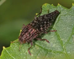 Dicerca pugionata thumbnail 2