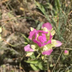 Goldtongue thumbnail 1