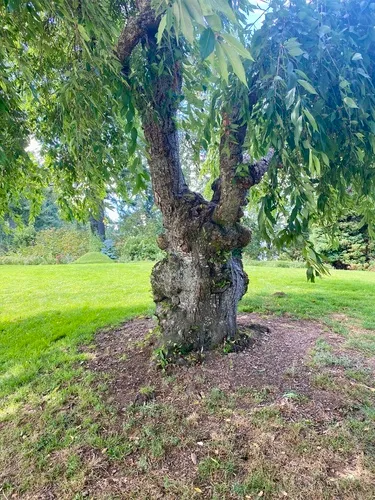 Weeping Cherry