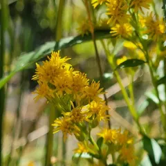 Elegant Goldenrod thumbnail 3