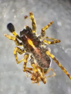 Pardosa tesquorum thumbnail 2