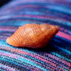 Lurid Rocksnail thumbnail 3