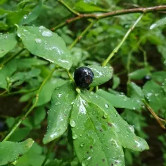 Alaska Blueberry thumbnail 3