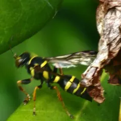 Psammaletes mexicanus thumbnail 4