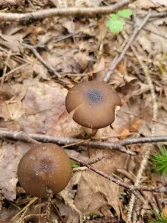 Nitrous Waxcap thumbnail 3