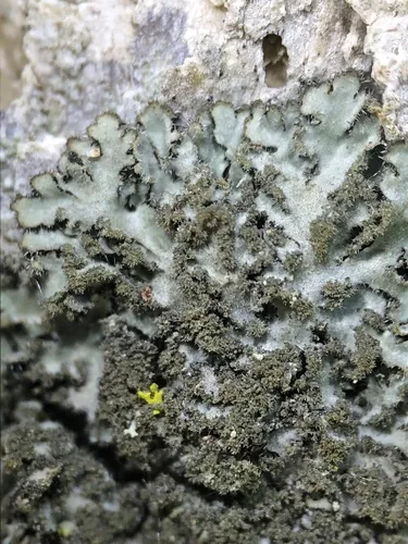 Least Shadow Lichen