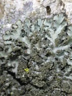Least Shadow Lichen thumbnail 1