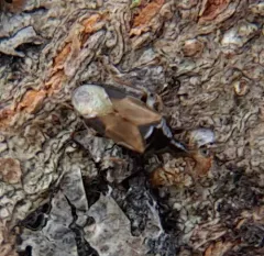 Insidious flower bug thumbnail 1