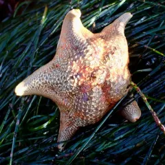 Bat Star thumbnail 3