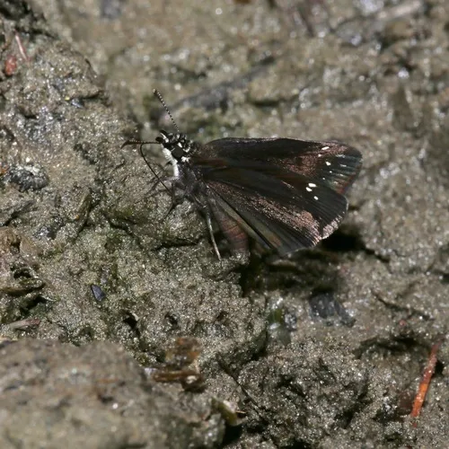Common Sootywing
