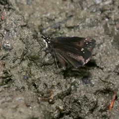 Common Sootywing thumbnail 1