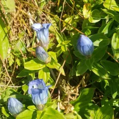 Broad-petal Gentian thumbnail 4