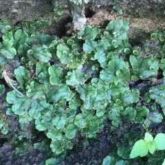 Common Liverwort thumbnail 3