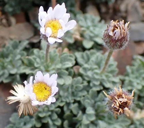 rambling fleabane