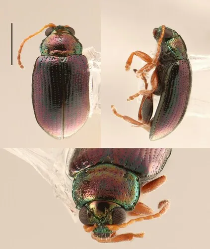 Violet Flea Beetle