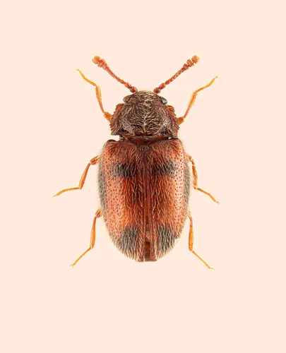 Henotiderus centromaculatus