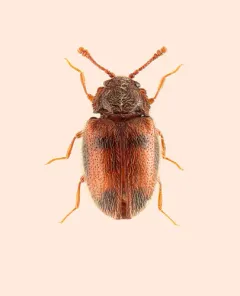 Henotiderus centromaculatus thumbnail 1