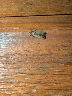 Dichomeris vacciniella thumbnail 3
