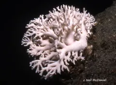 Stylaster parageus thumbnail 2