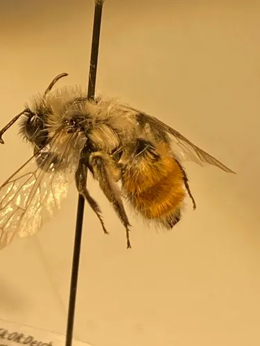 Large-toothed Miner