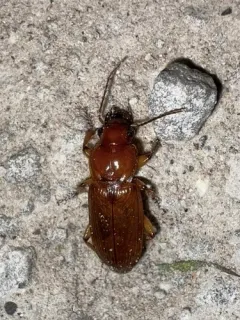 Harpalus indianus thumbnail 2