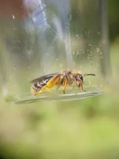 Andrena braccata thumbnail 3