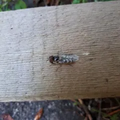 White-bowed Smoothwing thumbnail 1