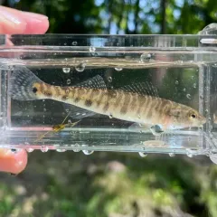 Common Logperch thumbnail 3