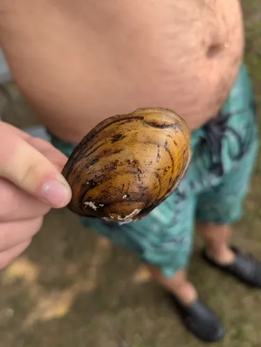 Yellow Lampmussel
