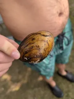 Yellow Lampmussel thumbnail 1