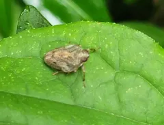 Issus coleoptratus thumbnail 2