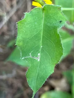 Calycomyza novascotiensis thumbnail 4
